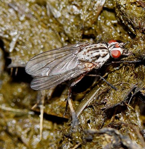 Hylemya vagans
